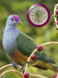 Bird_Clock.swf.png